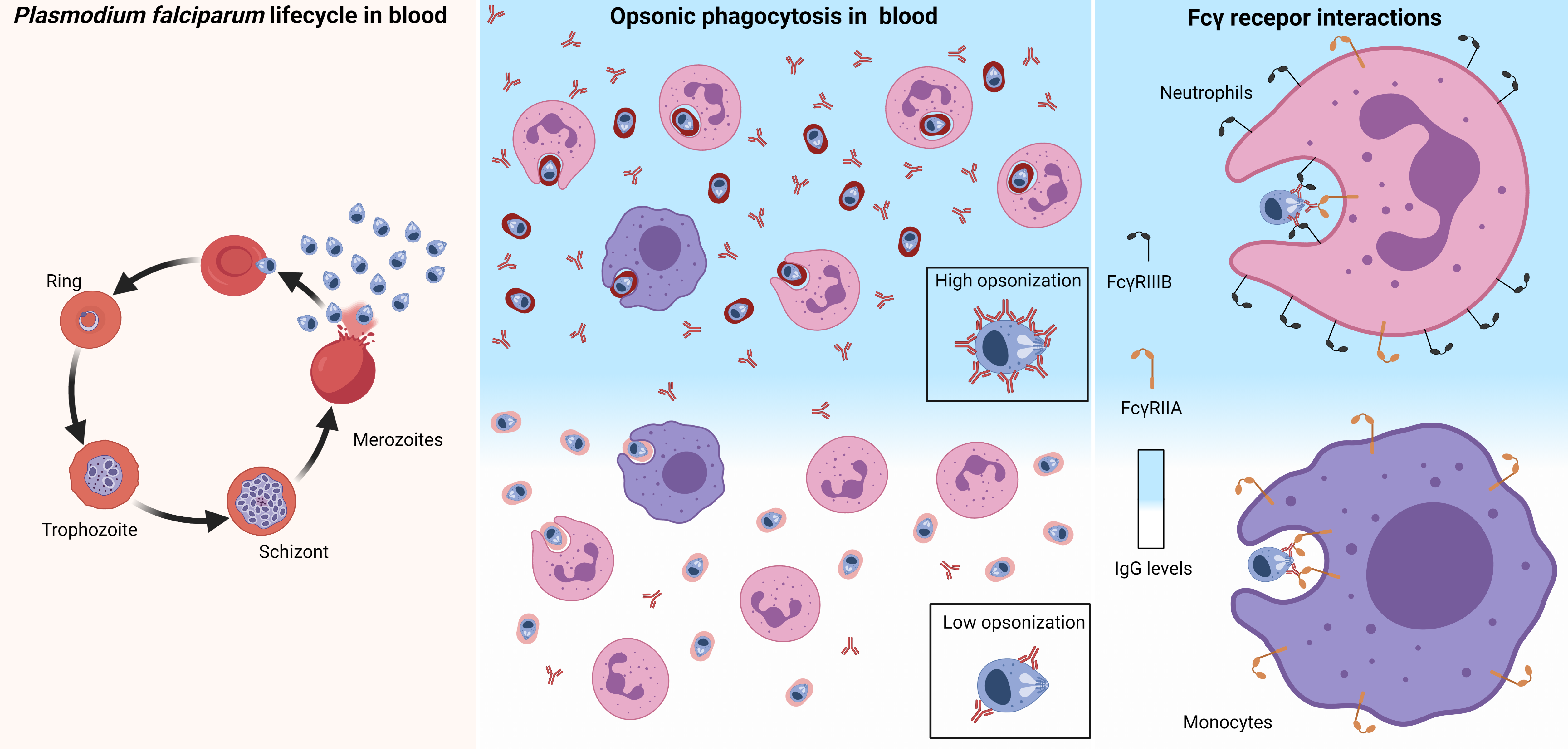 Neutrophils dominate in phagocytosis-mediated protection against febrile malaria