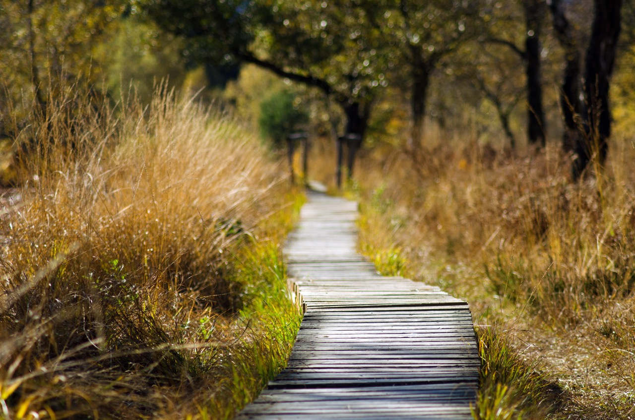 ​Learning mnemonics  boosts memory and triggers lasting changes in the brain