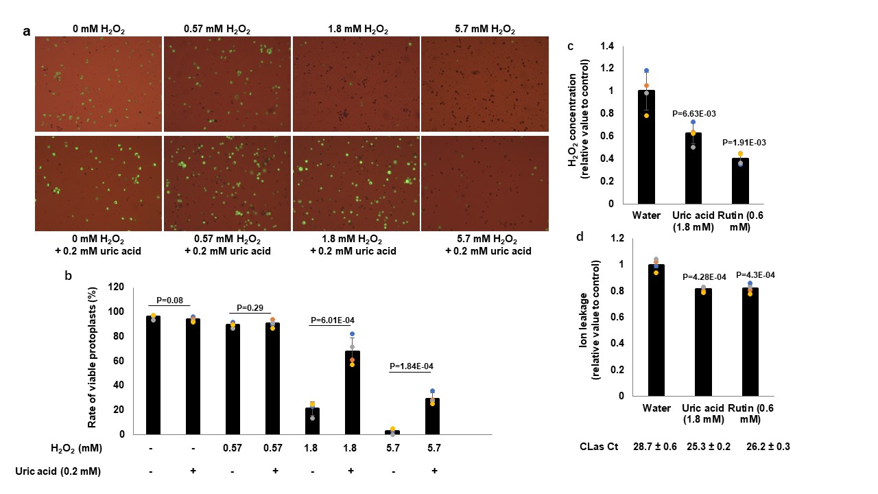 "Citrus Huanglongbing is a pathogen-triggered immune disease". How did we get there?