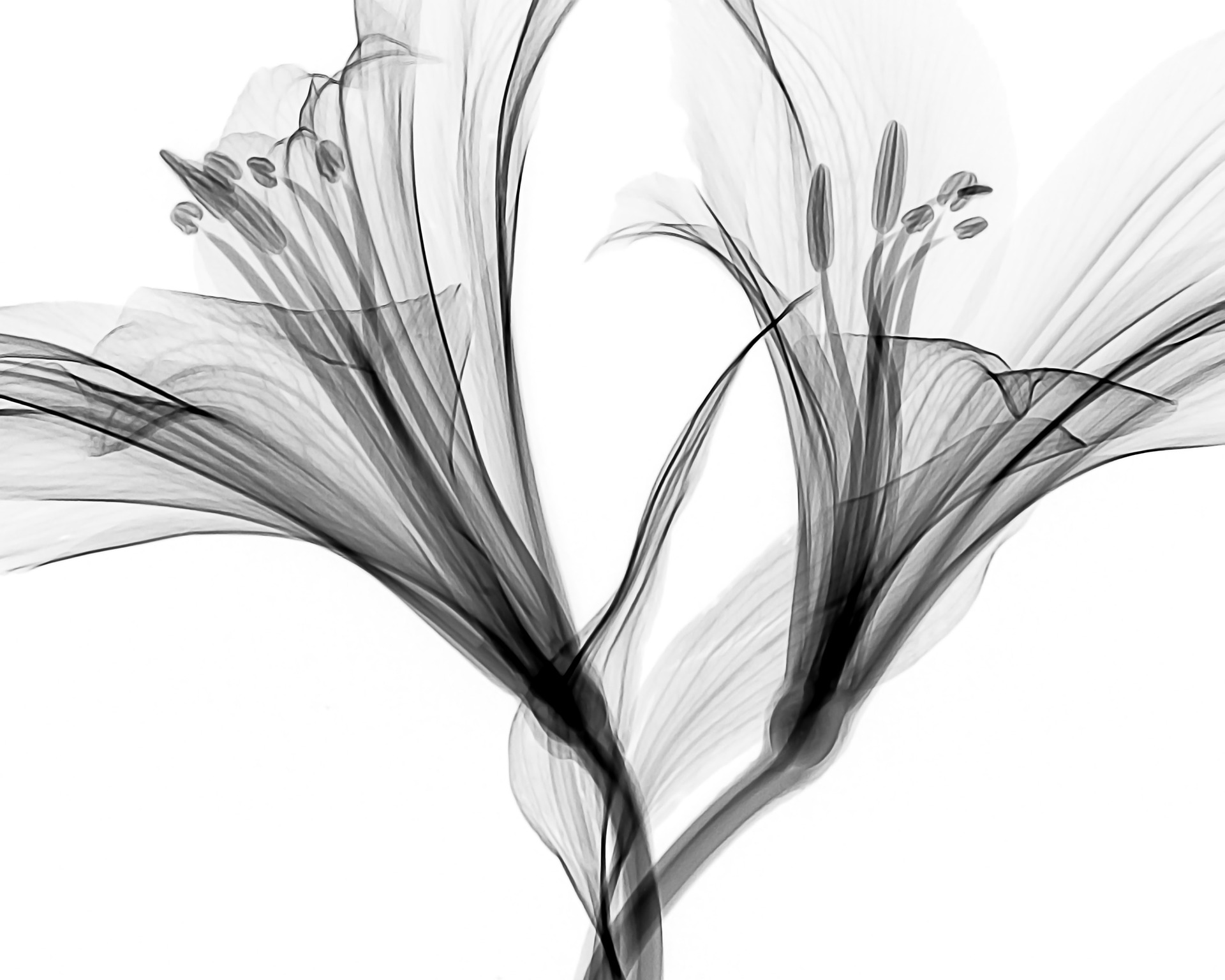 Book Review: A Scientist and Dancer’s Friendship Forged in Light