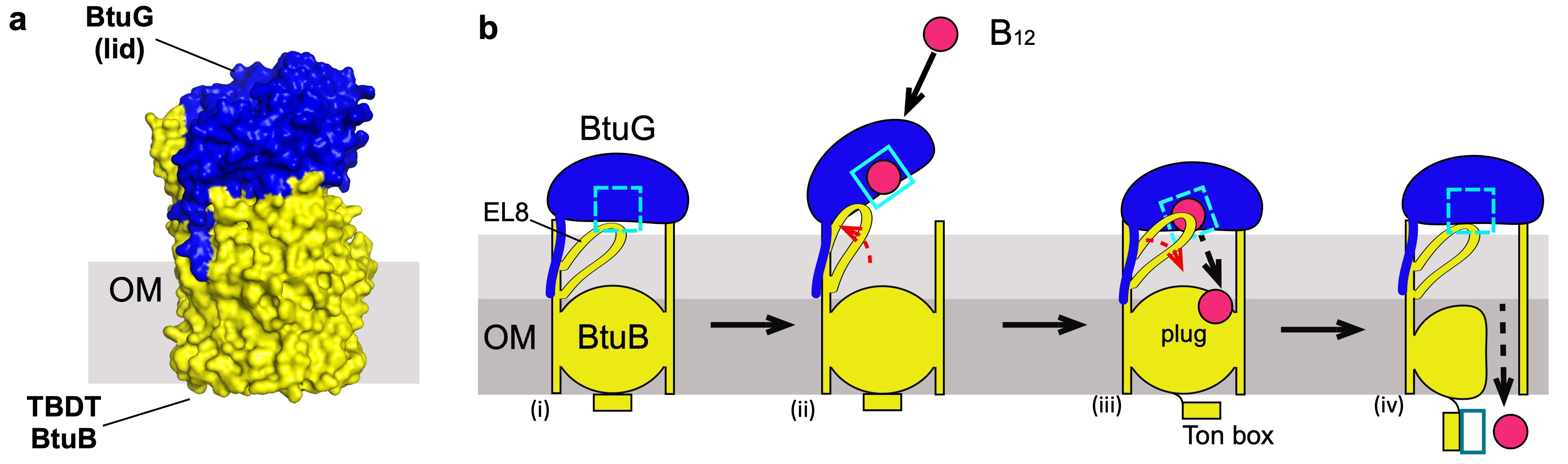 Vitamin B12 uptake by gut bacteria: surprises beyond E. coli.