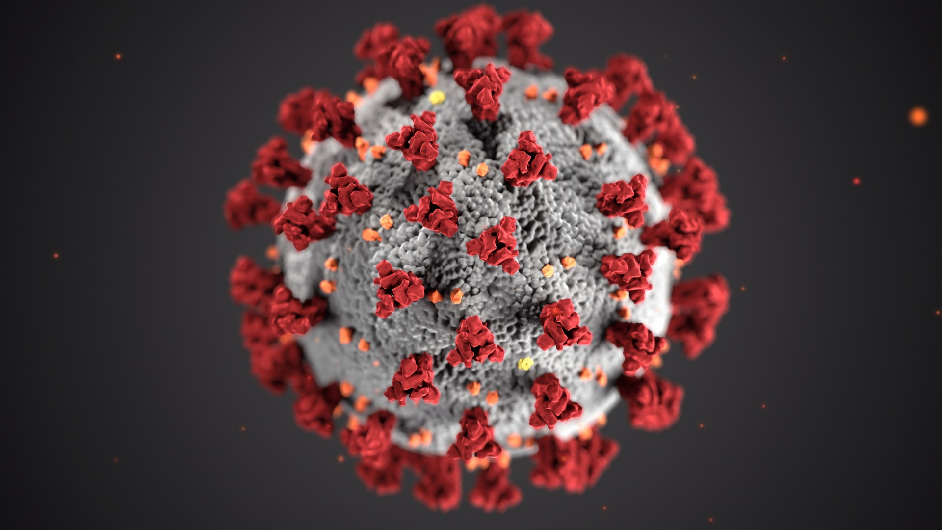 Human monoclonal antibodies for SARS-CoV-2