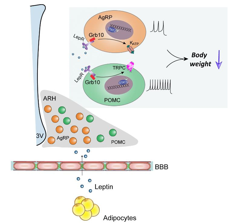 Hypothalamic Grb10 enhances leptin signaling and suppresses obesity