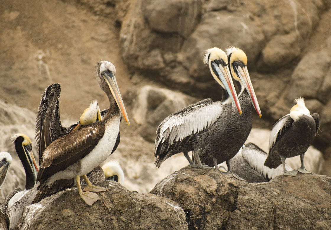 Mass die-offs of marine birds and mammals in Peru sound the alarm on the spread of highly pathogenic avian influenza (H5N1) viruses throughout South America