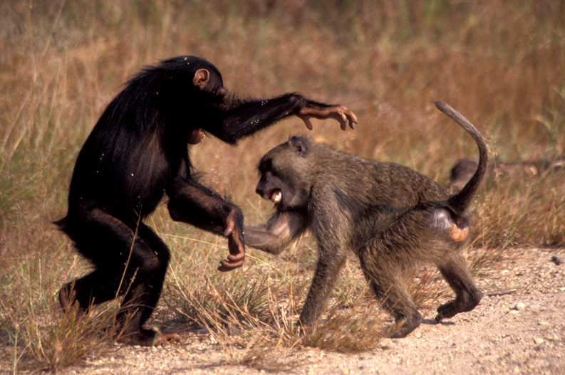 Hip clues about anthropoid primate evolution from 30 million years ago