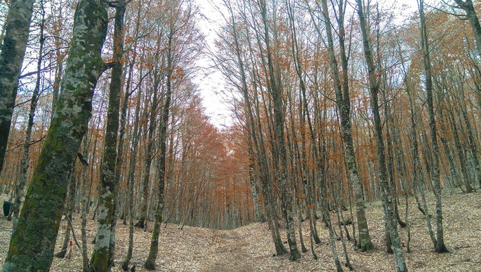 Rethinking Europe’s Forests: Why Tree Species Matter for Climate Cooling