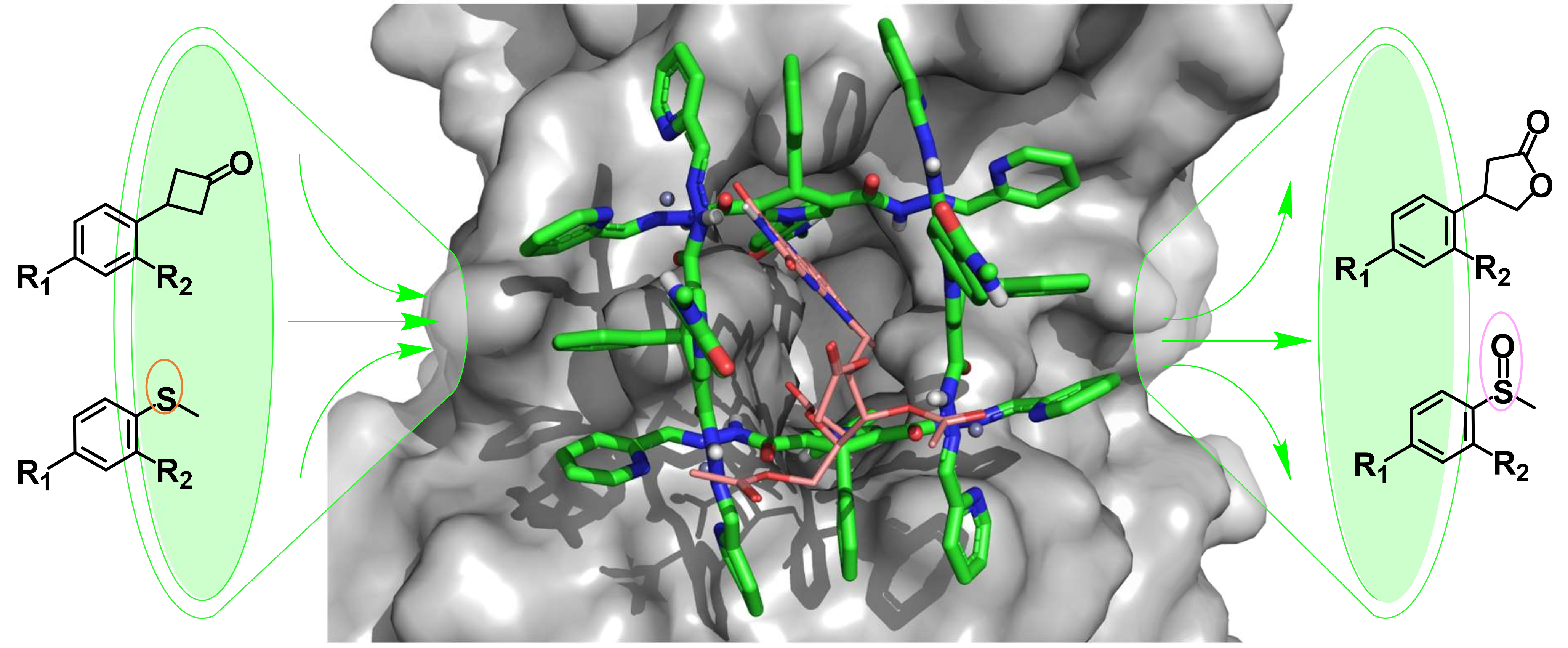 A Host−Guest Approach to Combining Enzymatic and Artificial Catalysis for Catalyzing Biomimetic Monooxygenation