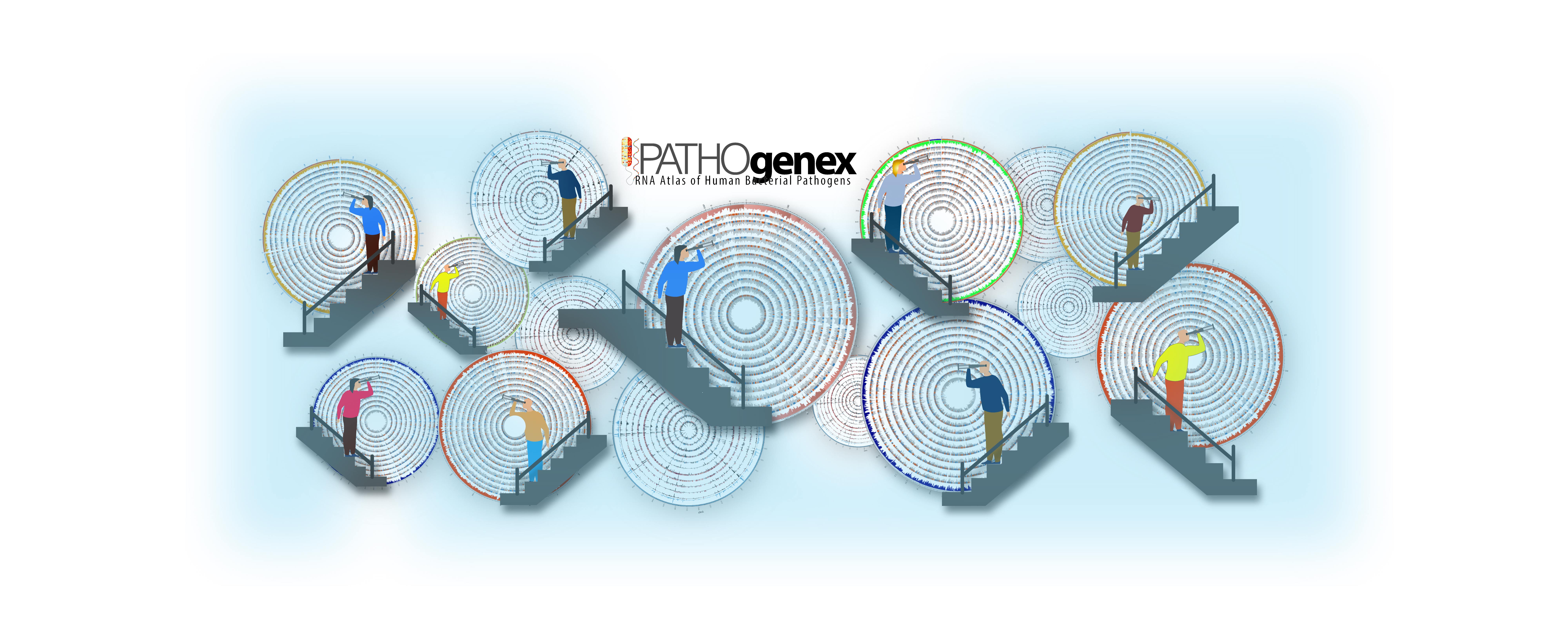 How to cope with stress? A lesson from diverse human bacterial pathogens