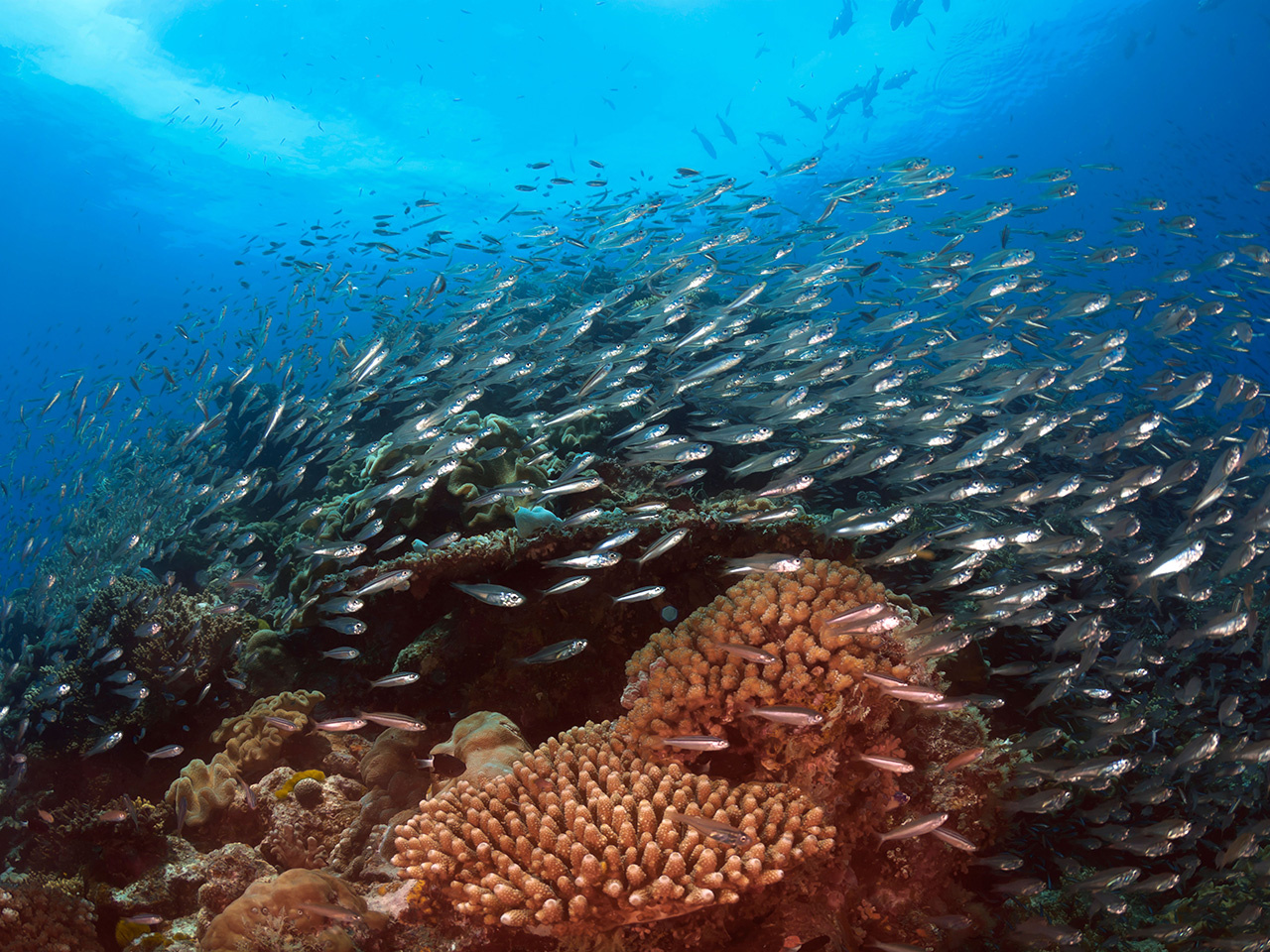The importance of Marine Protected Areas