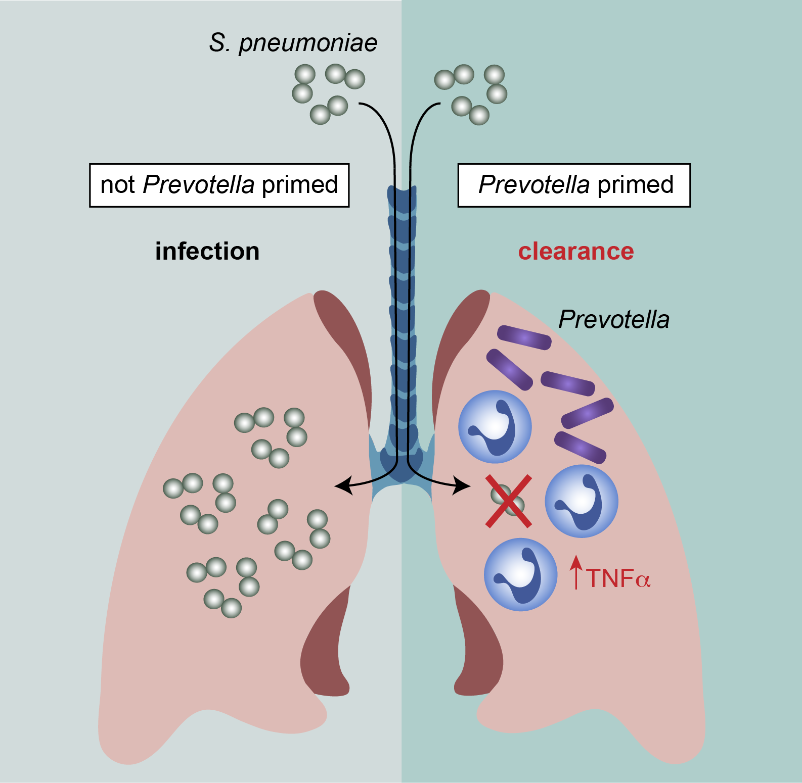 The lung microbiota: identifying key players to improve immune-mediated pathogen clearance