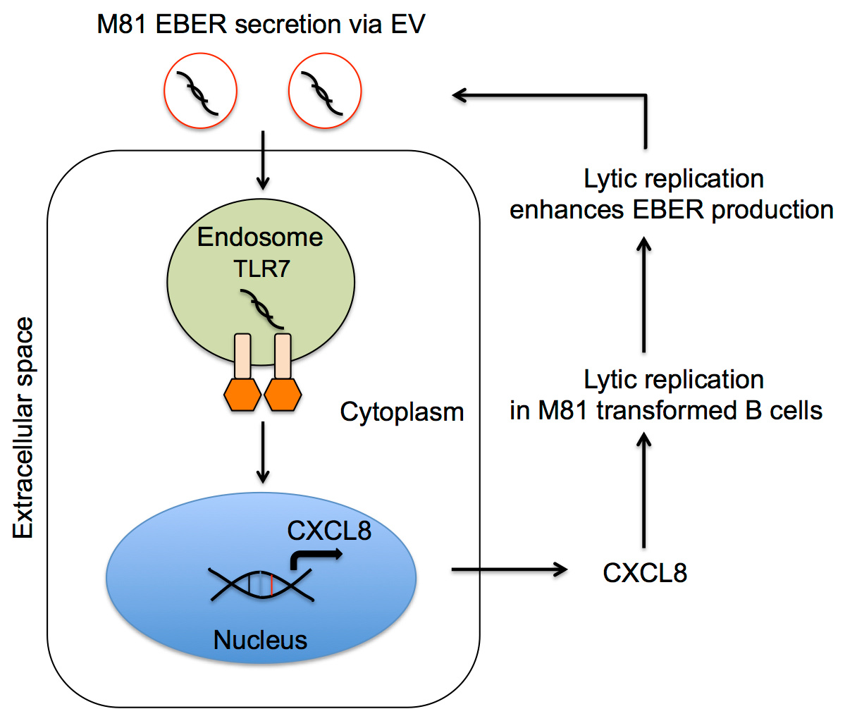 Epstein–Barr virus ncRNA from a nasopharyngeal carcinoma induces an inflammatory response that promotes virus production