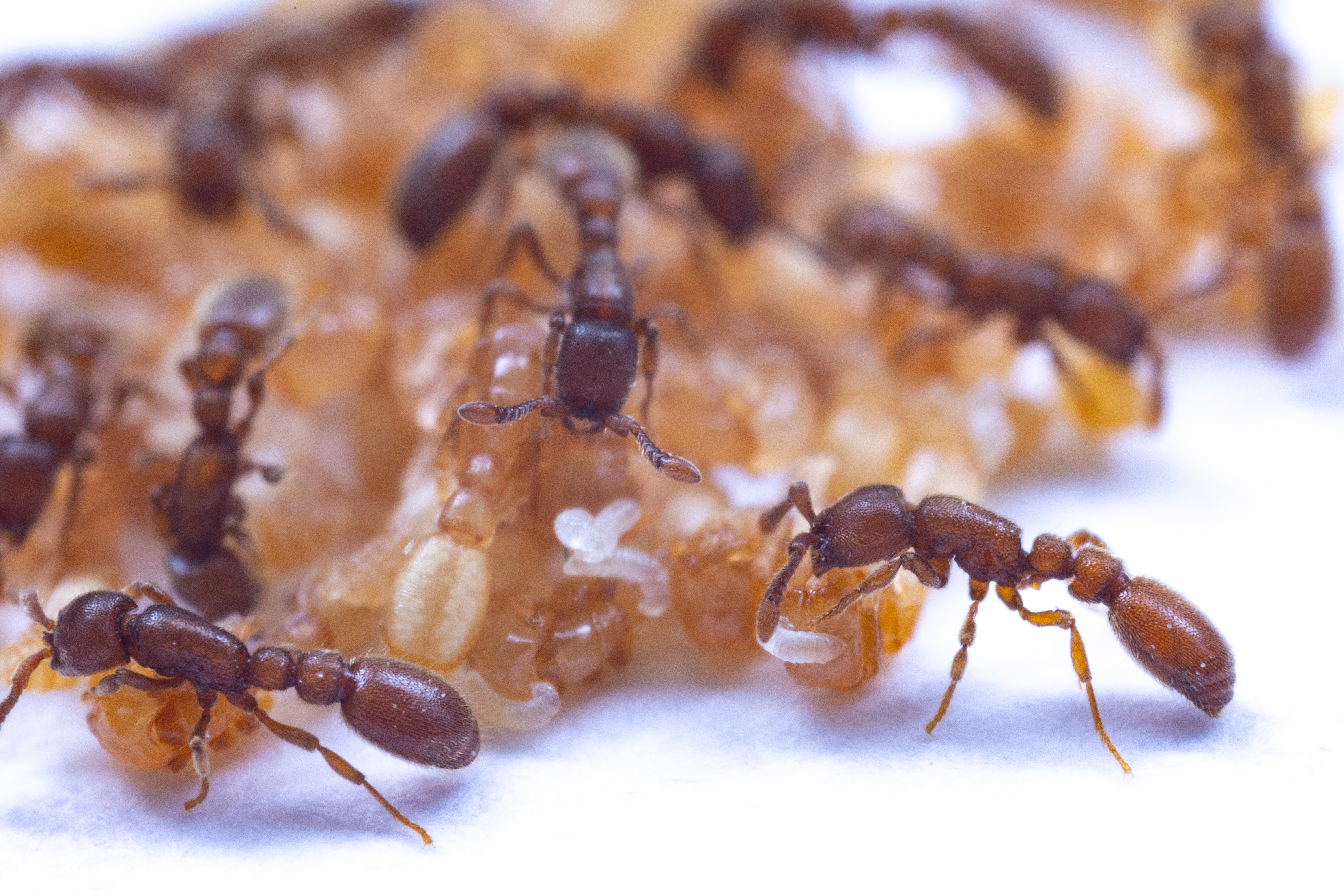 Ants and parenting 