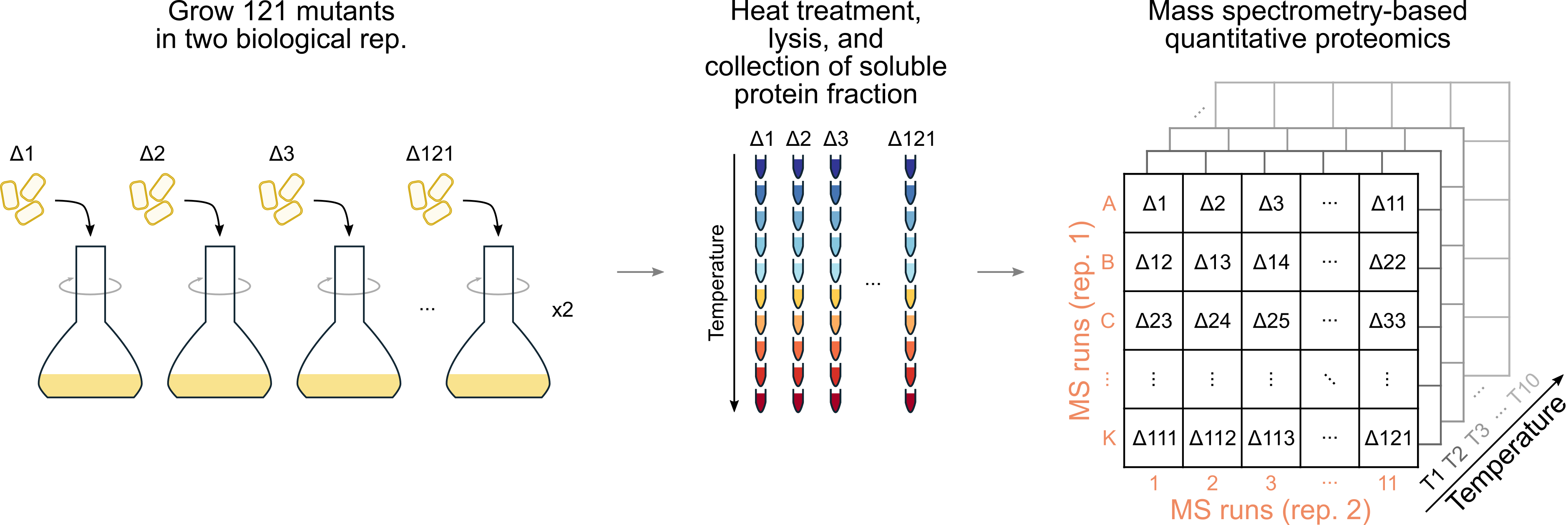 Mapping the functional proteome landscape of Escherichia coli