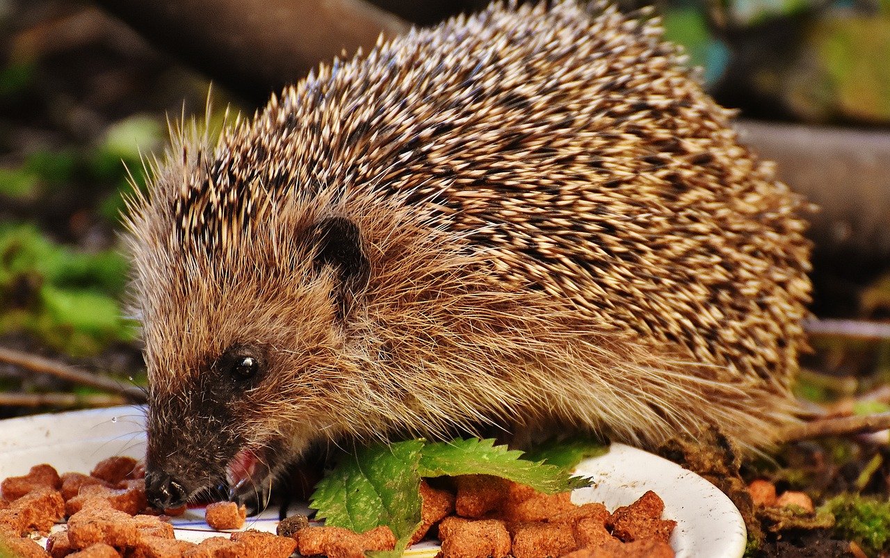 What were Mesozoic mammals eating?