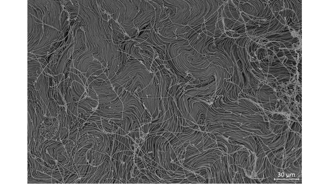 Amazing protein evolution in Escherichia coli