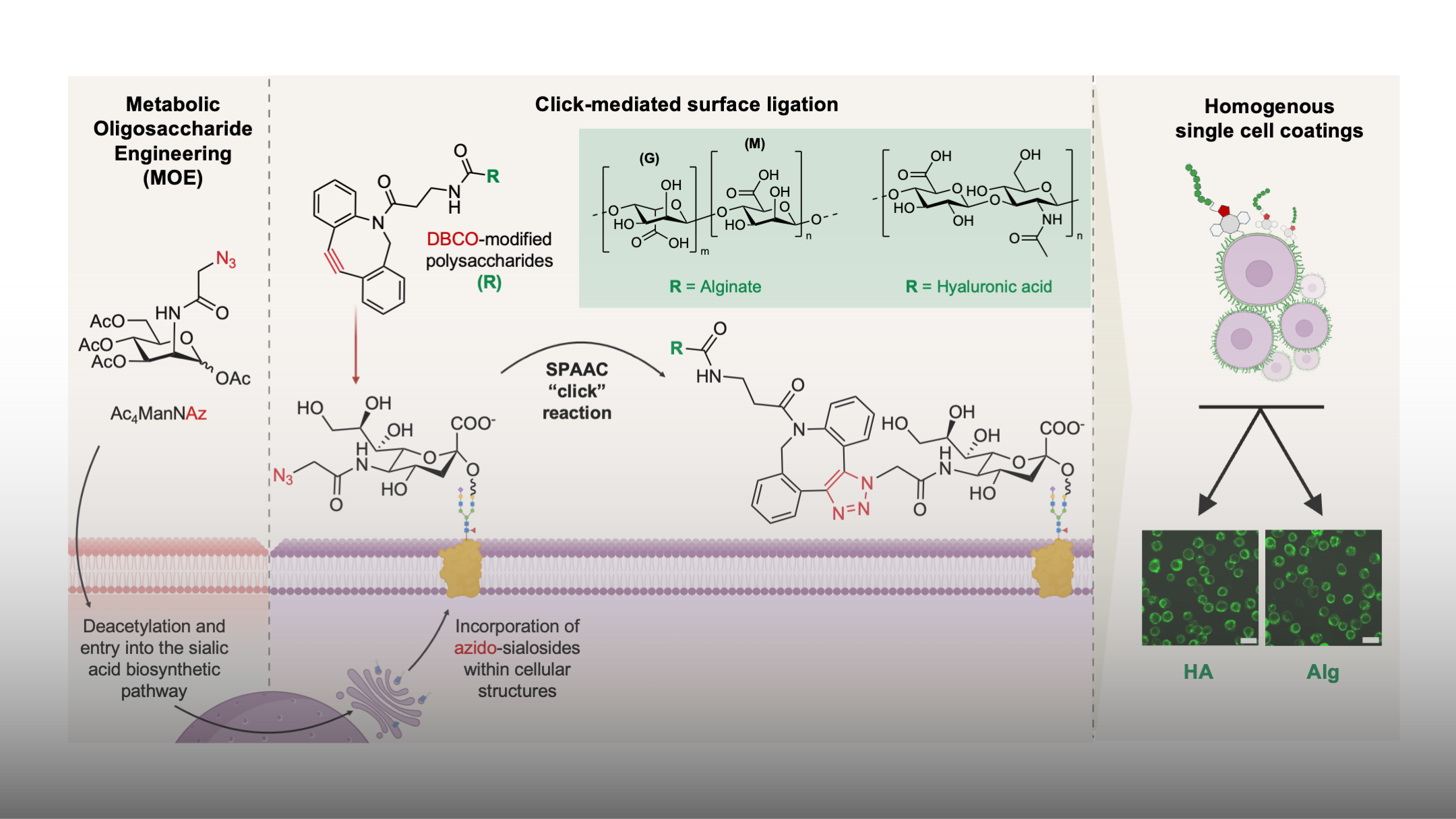 Sugar-coated Cells for Improved Regenerative Therapies