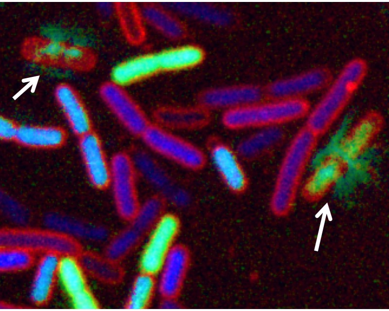Chimeric Peptidomimetic Antibiotics Against Gram-Negative Bacteria