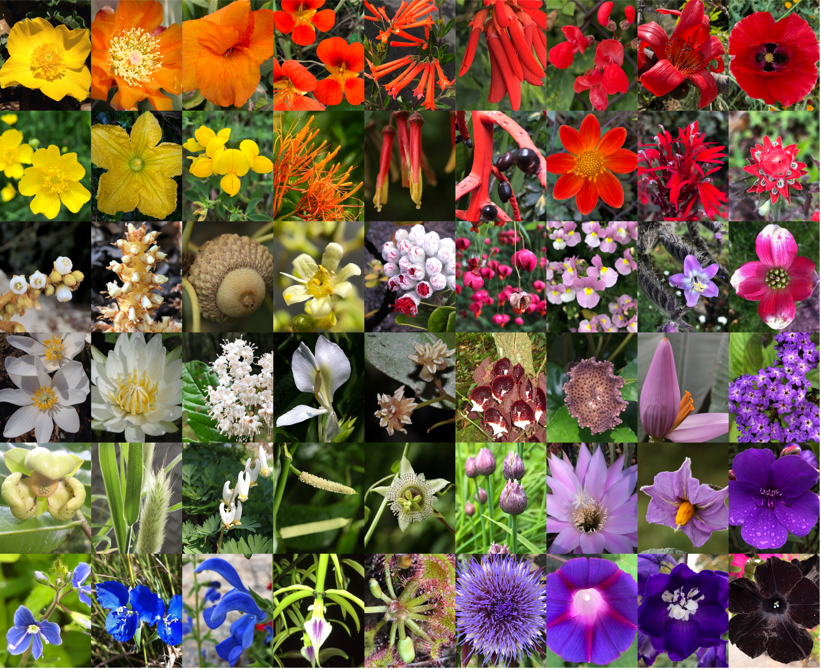 The delayed rise of flowering plants

 