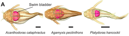 Fish produce sound using old structures