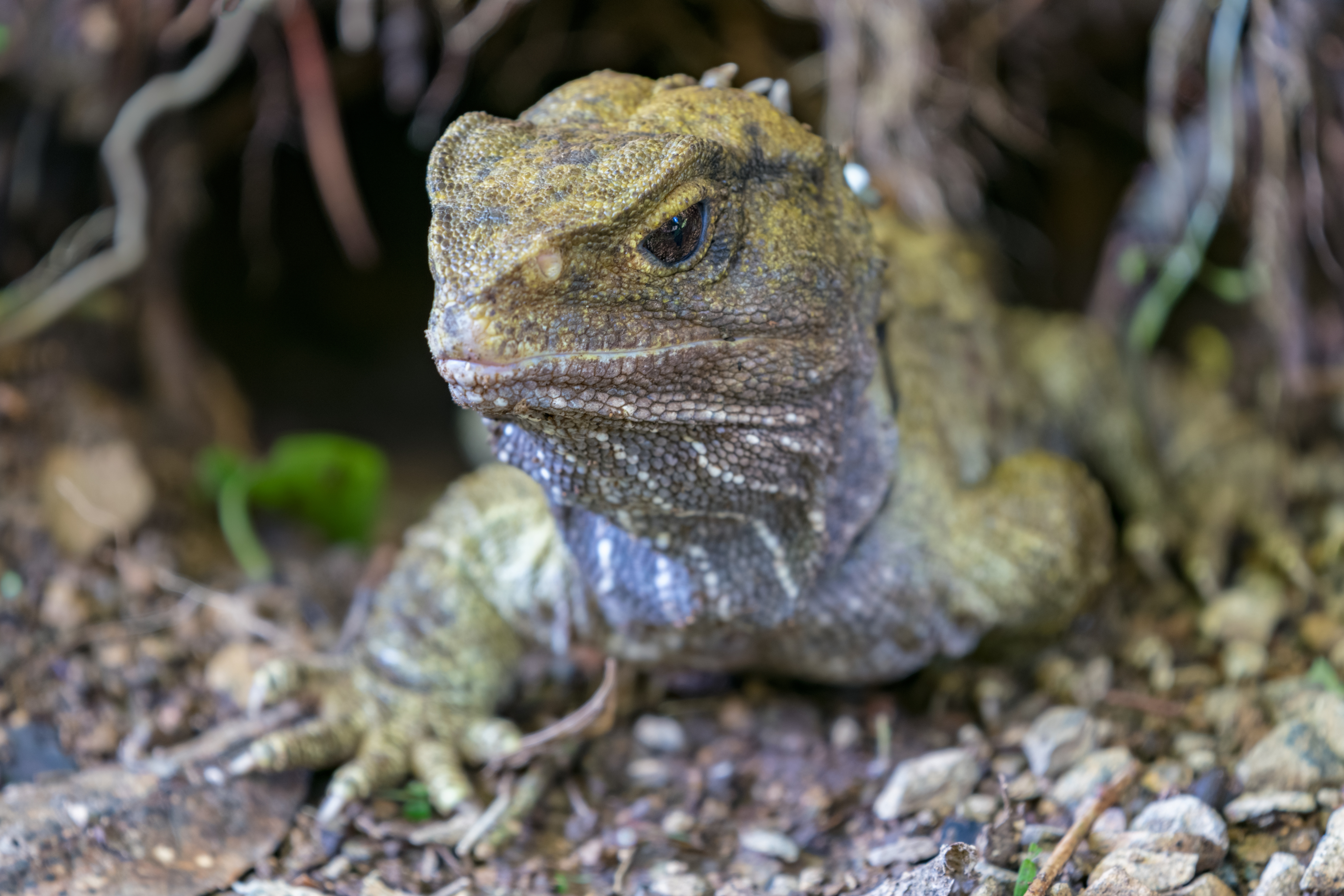 Duplicate divergent mitochondrial genomes in the Tuatara with complex organization