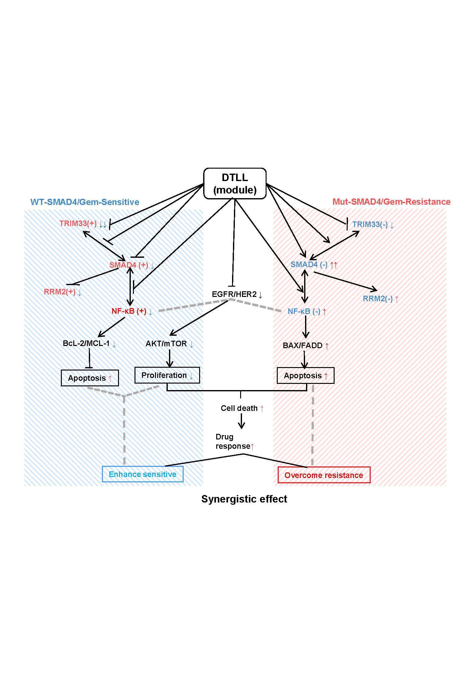 DTLL overcomes chemoresistance in PDAC through different SMAD4-mediated mechanisms