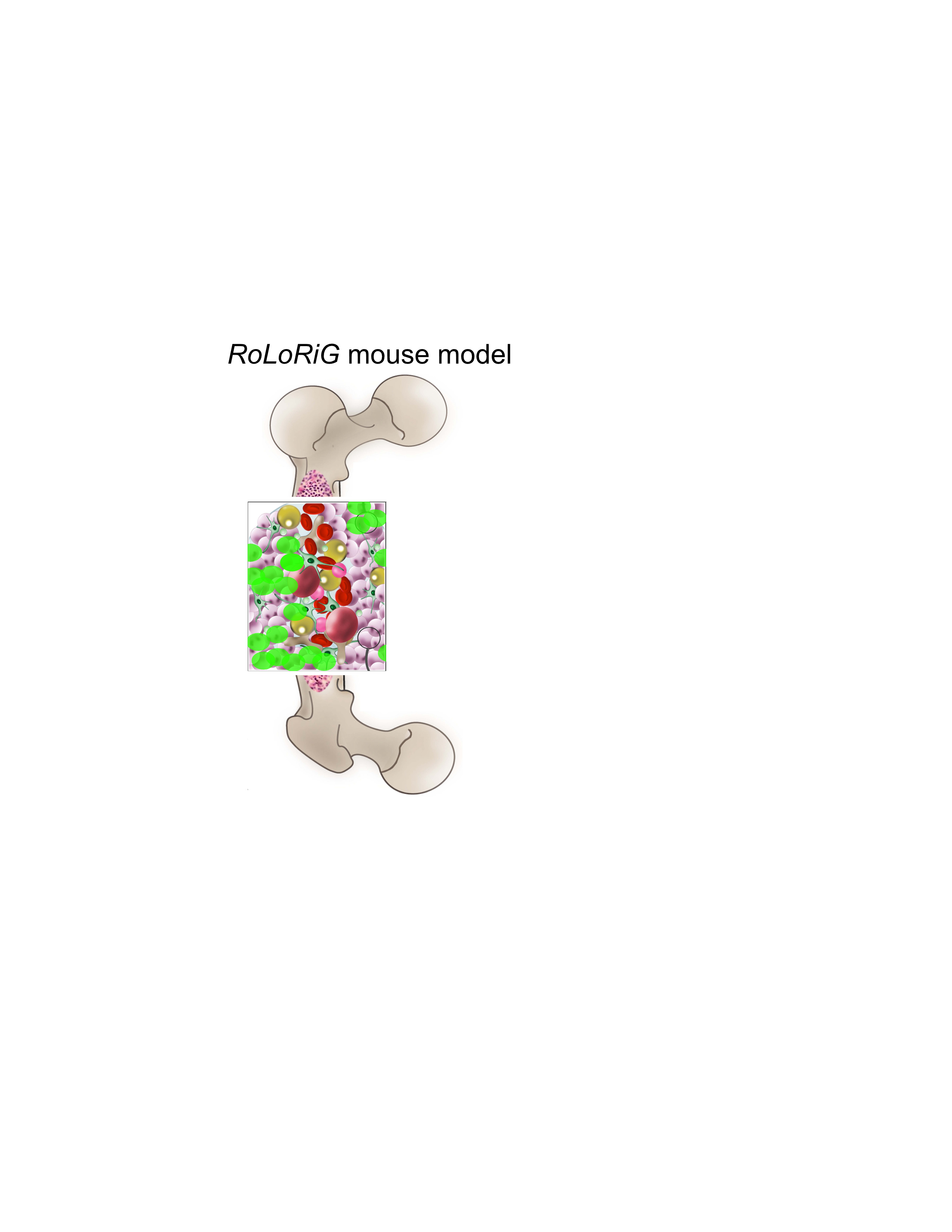Increased fitness in bone marrow stem cells that overexpress the Ras activator RasGRP1
