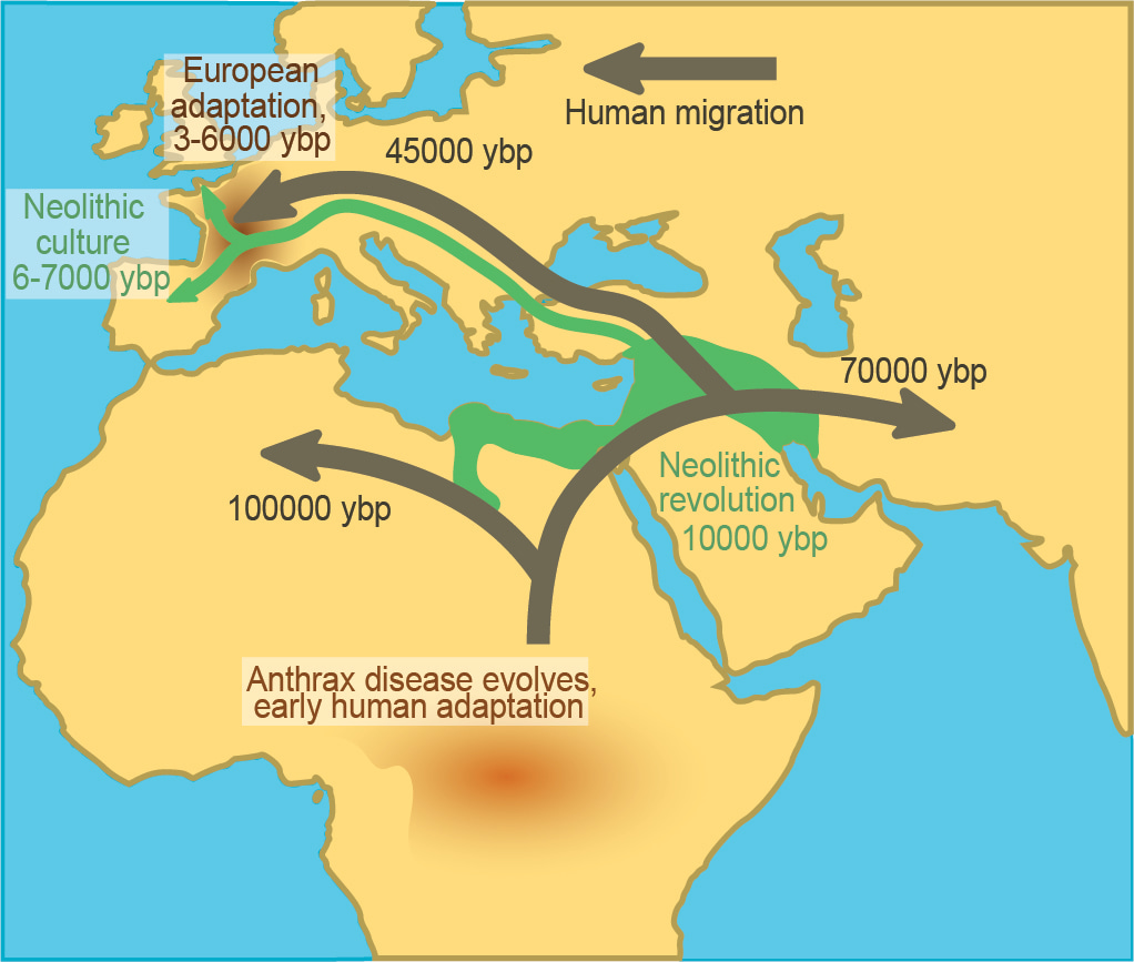 Uncovering the mechanisms of human-pathogen coevolution