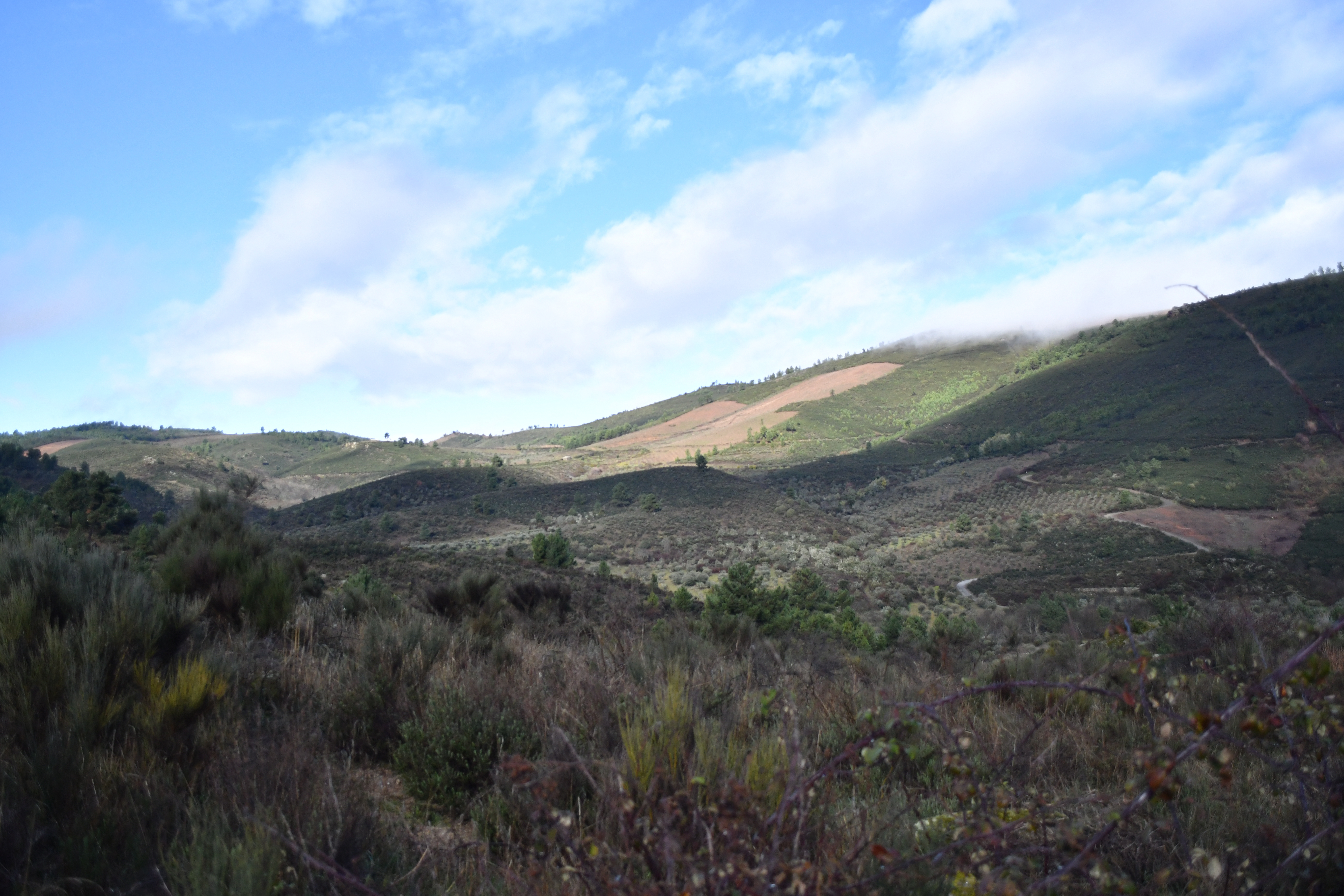 Europe’s flora is living in a landscape out of Equilibrium