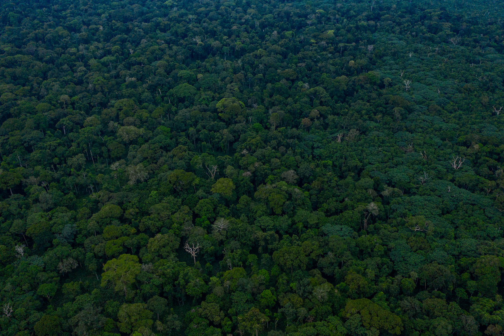Testing deforestation risk and baseline allocation models for nested REDD+ projects