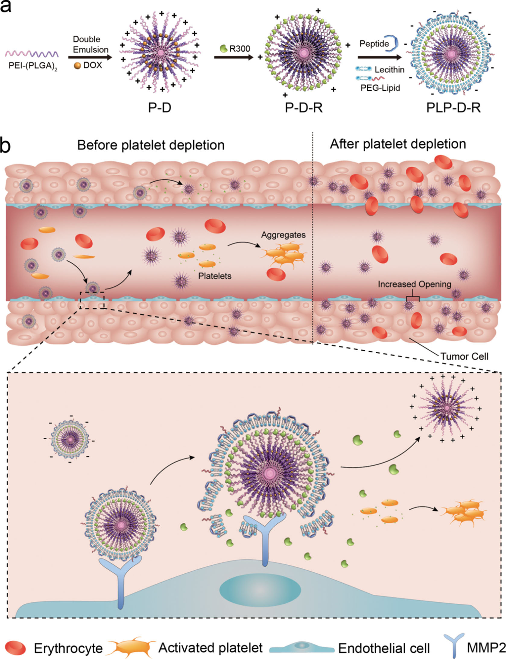 Intratumoral platelet deletion offers an alternative approach to enhancing the EPR effect