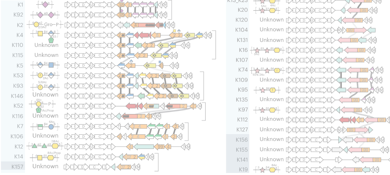 Beyond serology: unveiling the genetic blueprint of Escherichia coli’s outermost defense