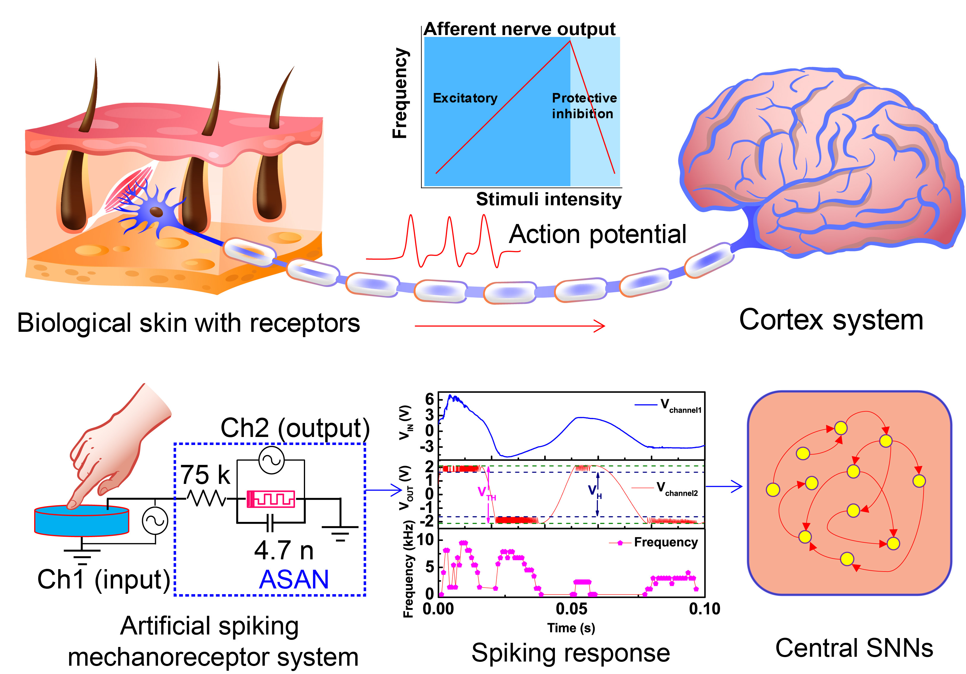An artificial spiking afferent nerve based on Mott memristors for neurorobotics