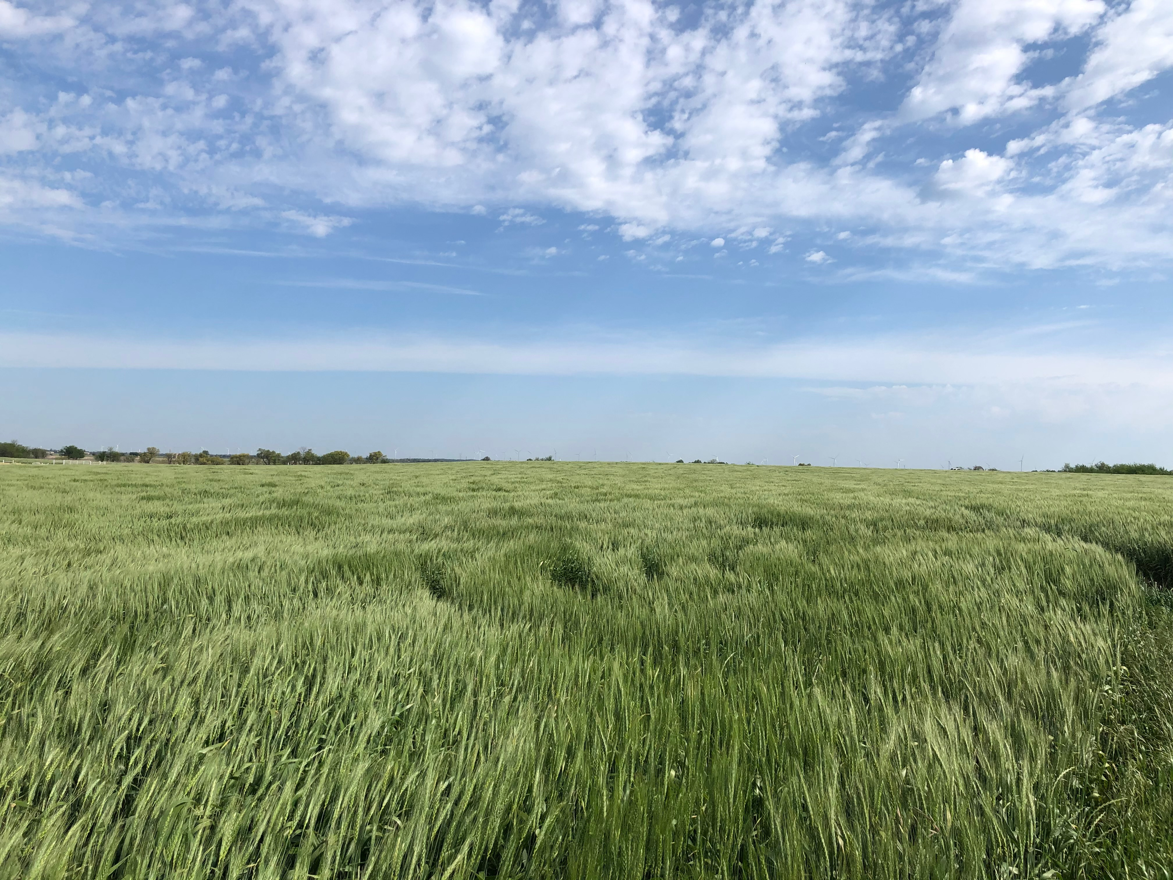 Land use conversion increases network complexity and stability of soil microbial communities in a temperate grassland