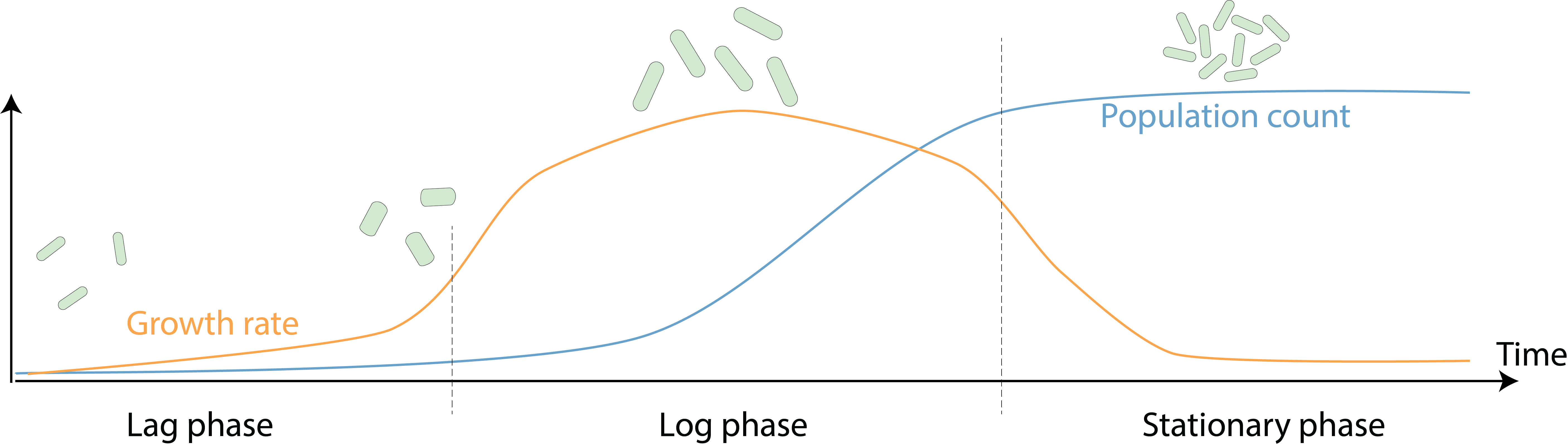 Shape matters and matters of shape: the interplay between cell morphology and adaptation to new environments