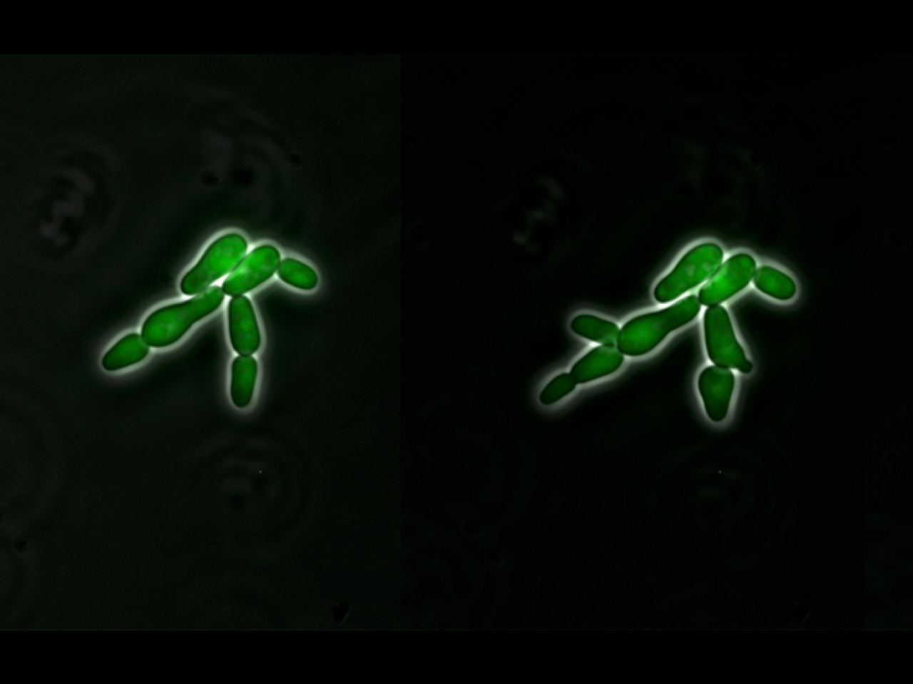 Towards programmable cell pattern formation