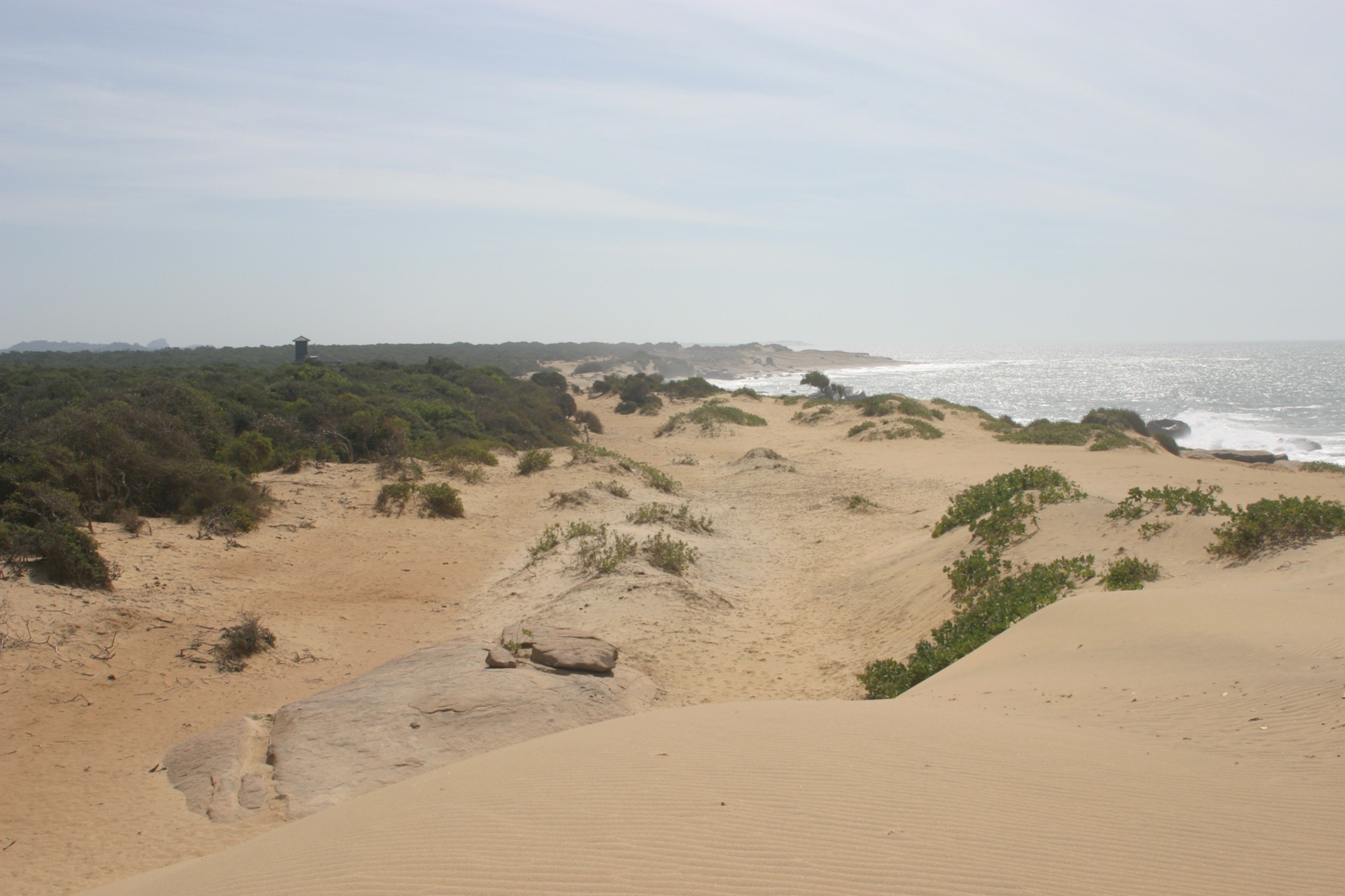 On mangroves, tsunamis and the genesis of a research project