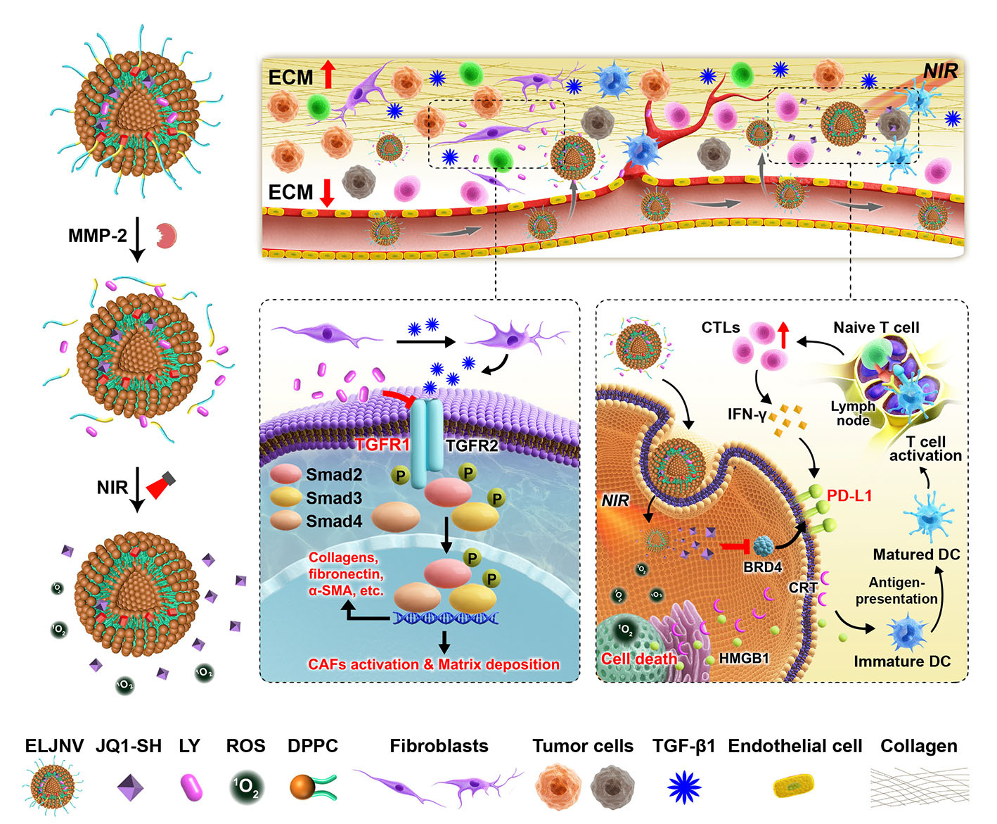 Nanovesicles loaded with a TGF-β receptor 1 inhibitor overcome immune resistance to potentiate cancer immunotherapy