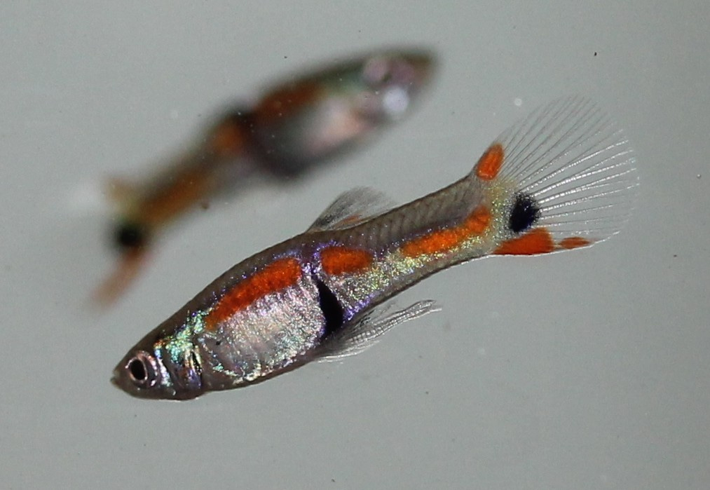 Unravelling how Red Queen runs to escape parasites
