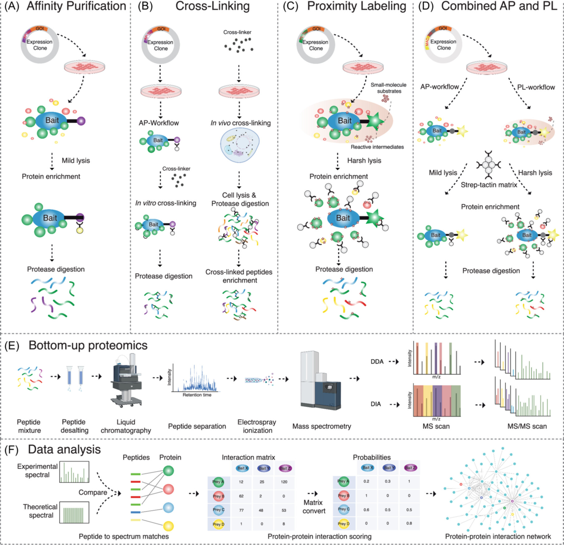 Mapping Protein-Protein Interactions by Mass Spectrometry -2024 update