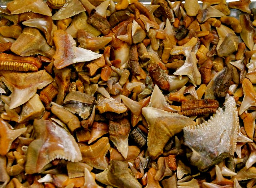 The extinction of marine megafauna before humans