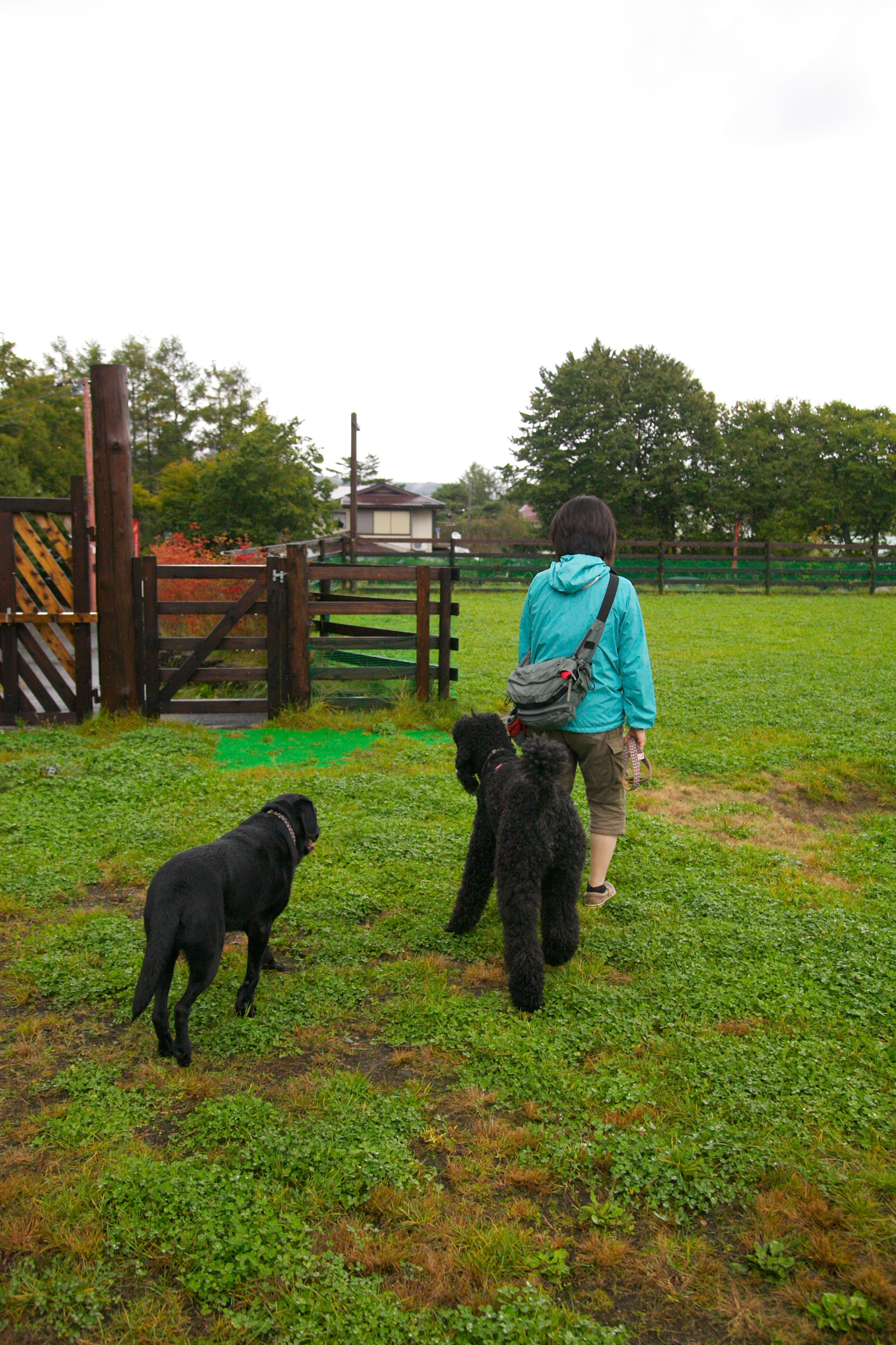 When dogs begin to walk with humans