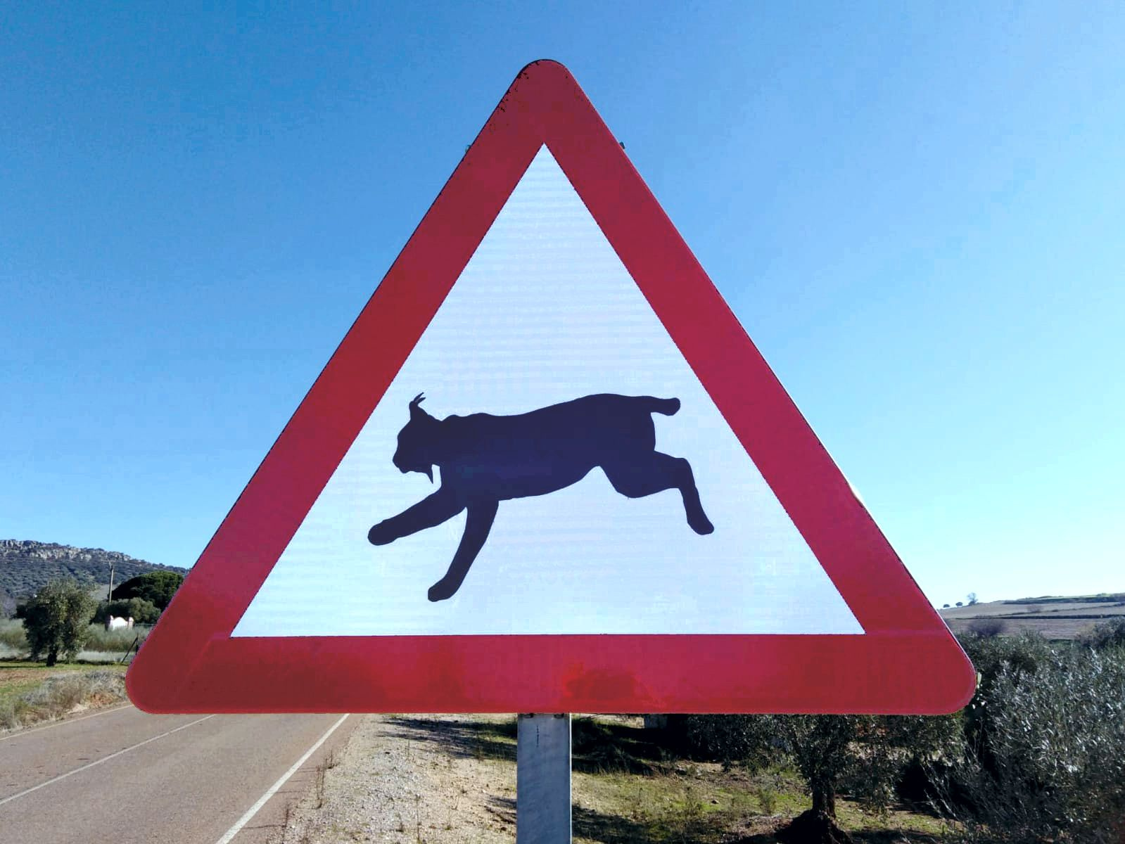 In pursuit of the missing lynx