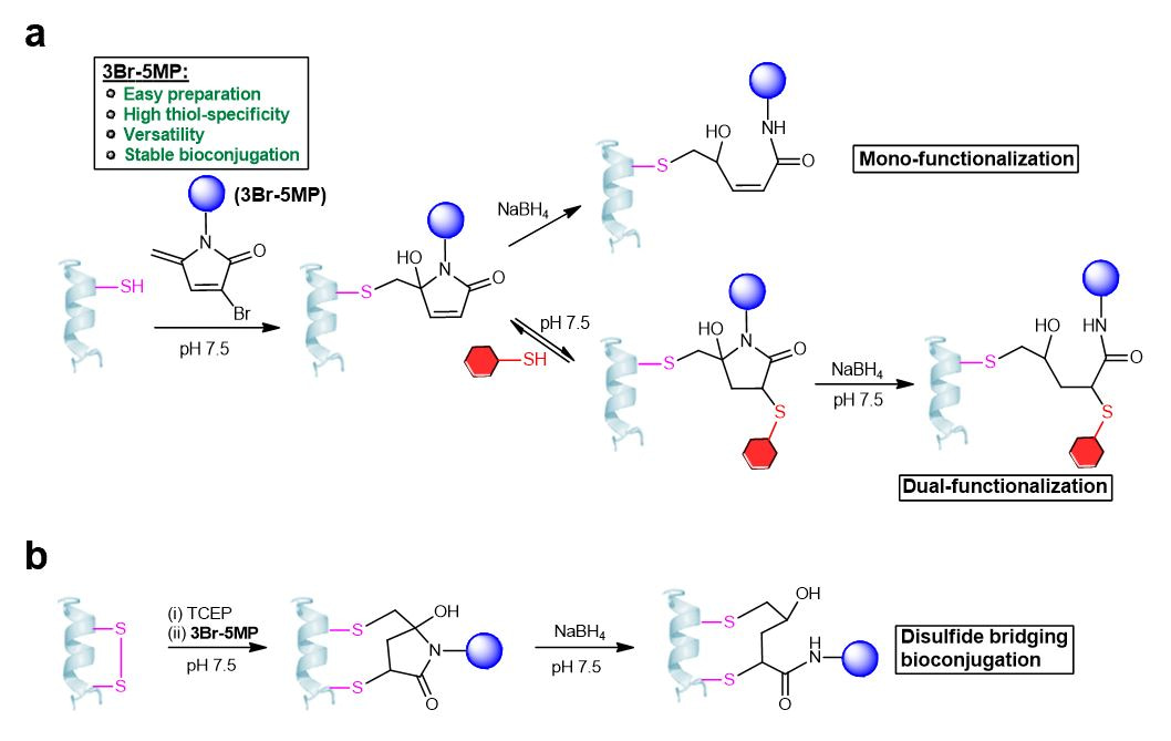A new strategy for cysteine-specific protein multi-functional modification