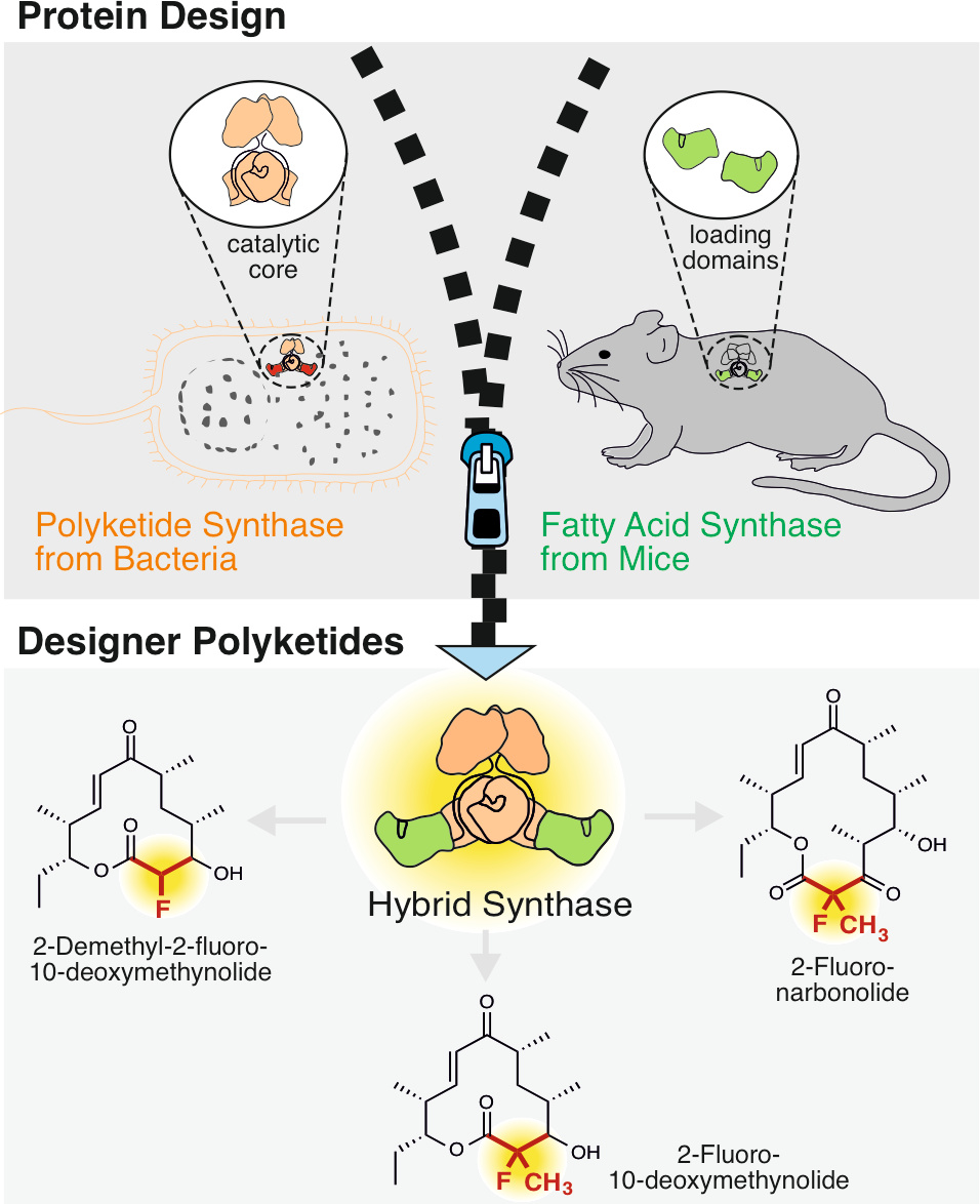 How to introduce fluorine in polyketide natural compounds