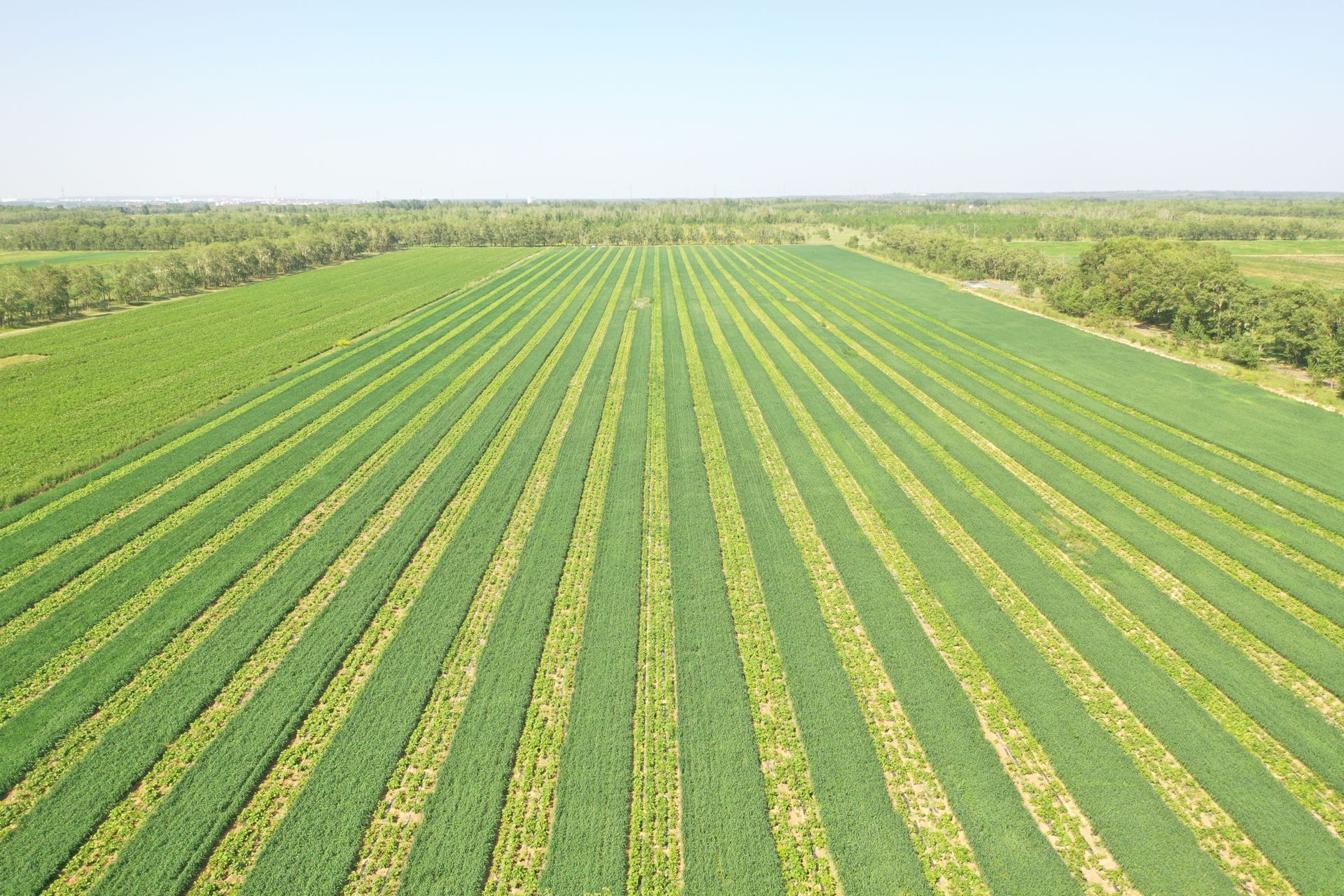 Legumes matter: quantifying to what extent legumes benefit rotations