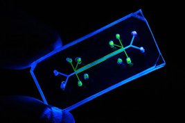 Human-organ-level function on a microchip