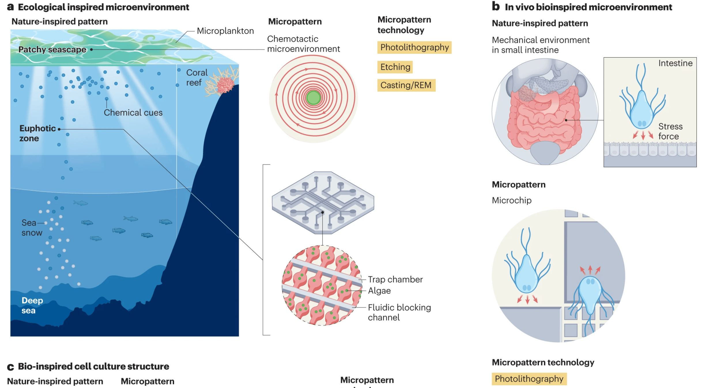 Nature-inspired micropatterns