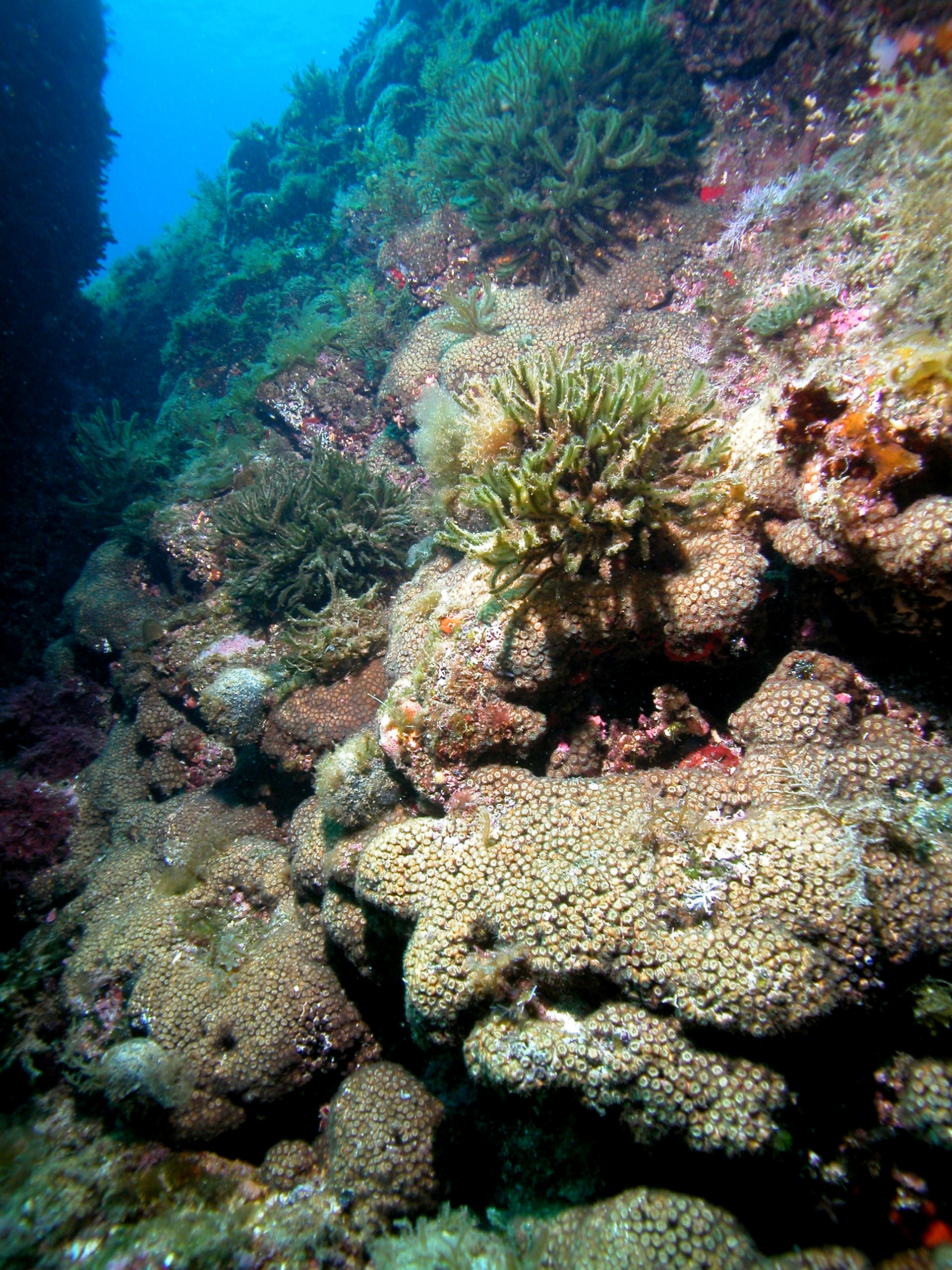 Long-lived organisms need long-term observation: discovering a fossil survival strategy in a living coral