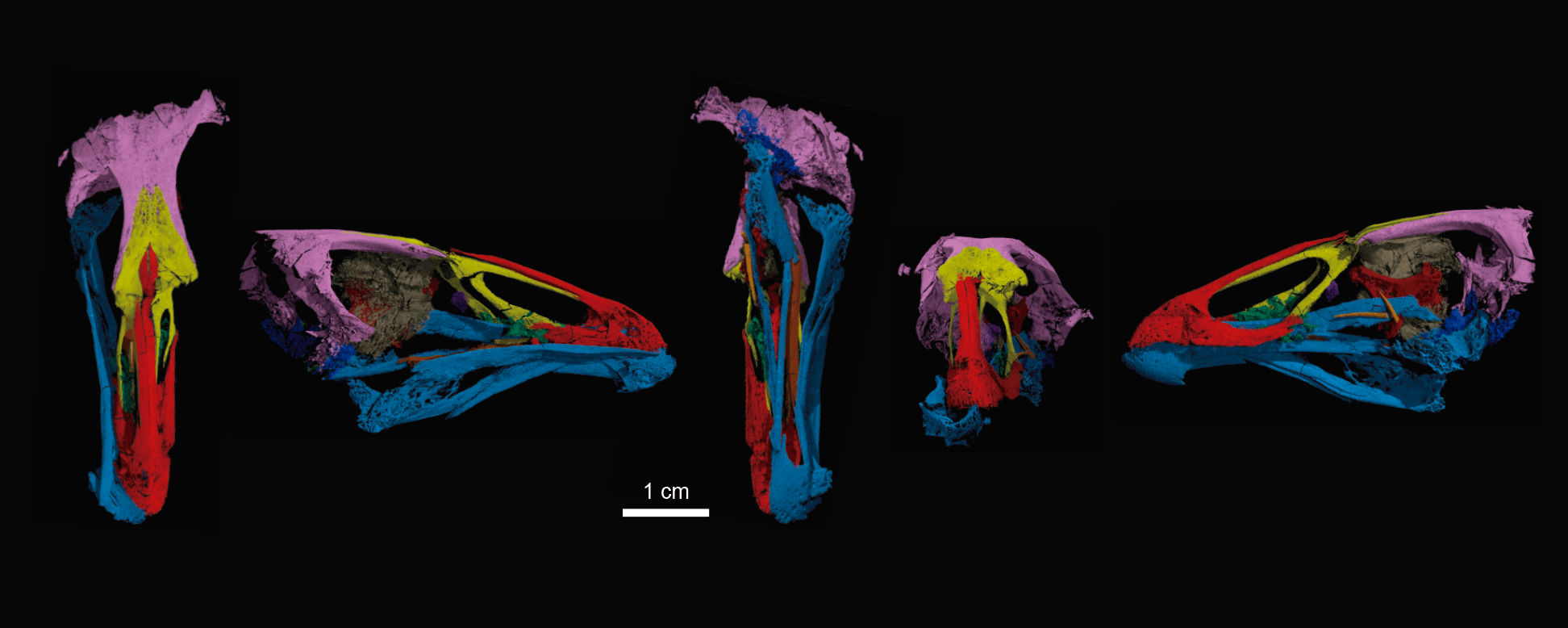 How we found the world's oldest modern bird skull