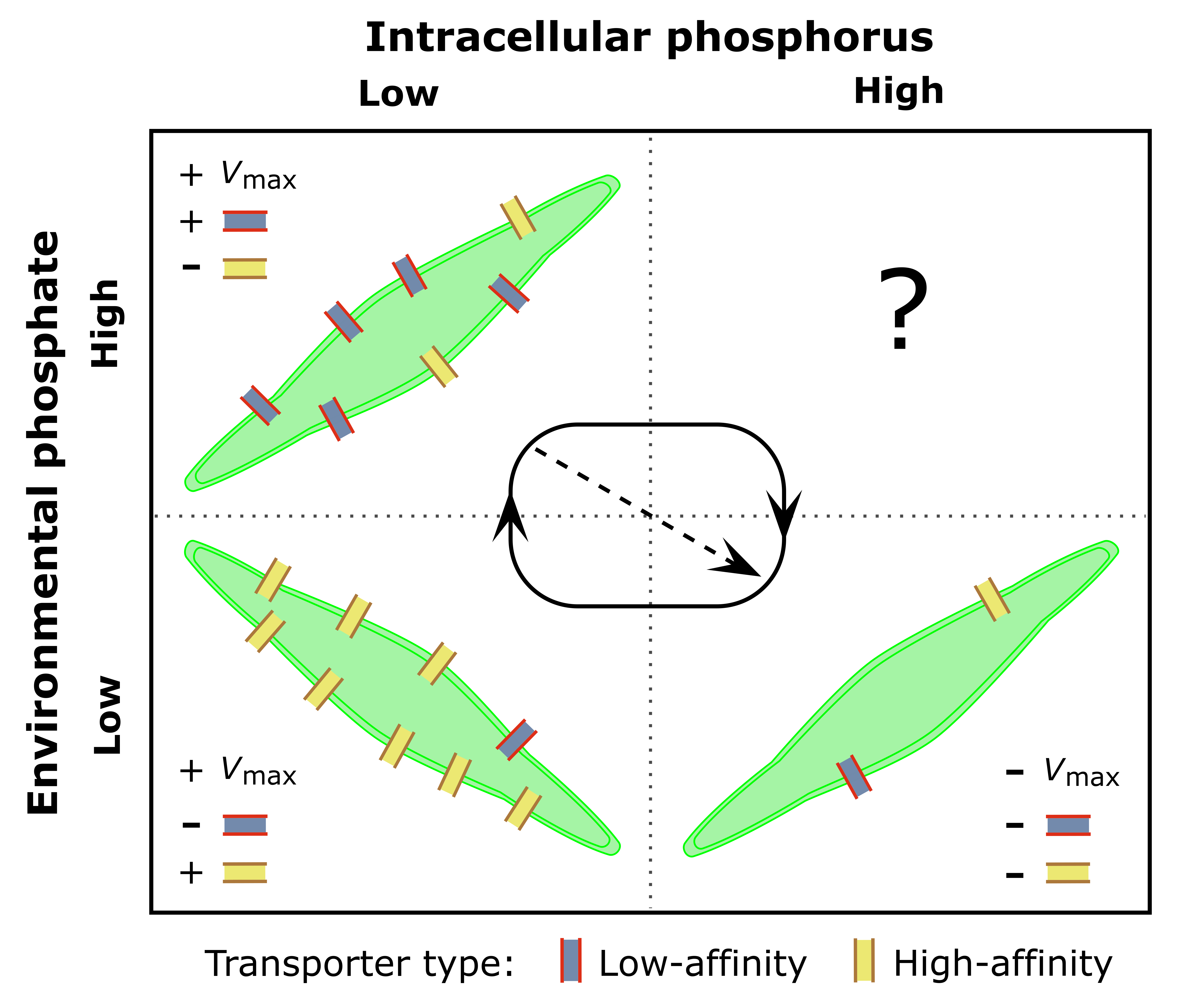 The plasticity of nutrient uptake machinery in phytoplankton